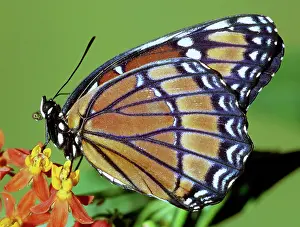 Archippus: Florida Viceroy