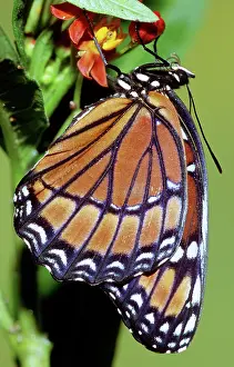 Archippus: Florida Viceroy