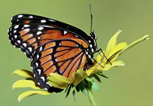 Archippus: Florida Viceroy