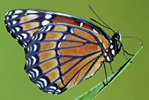 Archippus: Florida Viceroy
