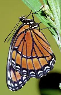Archippus: Florida Viceroy