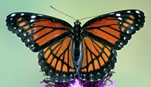 Archippus: Florida Viceroy
