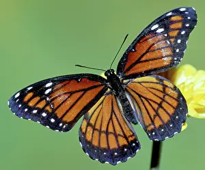Archippus: Florida Viceroy