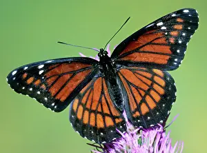 Archippus: Florida Viceroy
