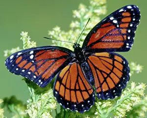 Archippus: Florida Viceroy