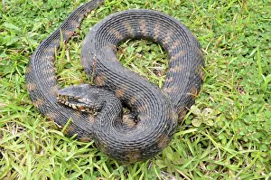 Natrix: Florida Water Snake