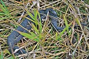 Fasciata: Florida Water Snakes Mating
