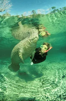 Snorkeller: Florida / West Indian MANATEE - with diver
