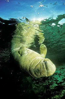 Manatus: Florida / West Indian MANATEE - swimming upside down