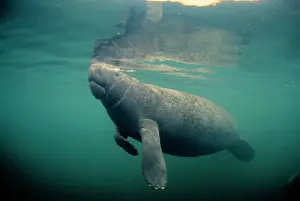 Nails: Florida / West Indian MANATEE - toe nails visible