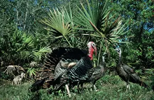 Toms: Florida Wild Turkey tom and hens
