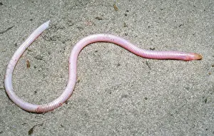 Legless: Florida Worm Lizard