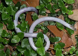 Blind: Florida Worm lizard burrowing, Rhineura Floridana