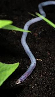 Miscellaneous: Florida Worm lizard, Rhineura Floridana, wild, Central