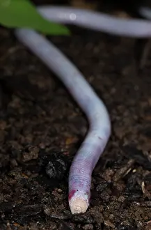 Miscellaneous: Florida Worm lizard, Rhineura Floridana, wild, Central