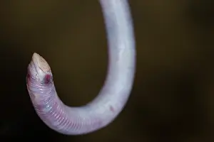 Miscellaneous: Florida Worm lizard, Rhineura Floridana, wild, Central