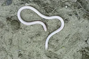 Burrowing: Florida Worm Lizard (Rhineura floridana). Florida