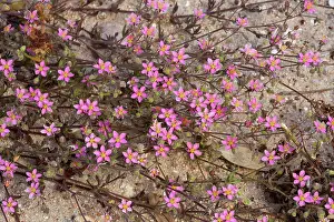 Clump: Floriferous Clump of Sand Spurrey on beach Sardinia, Italy