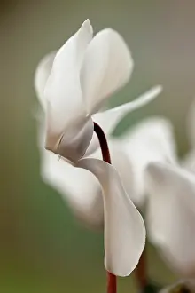 Persicum: Florist's cyclamen
