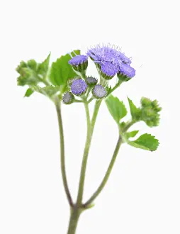 Floss: Floss flower