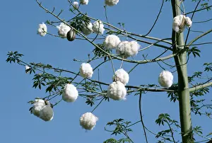 Bonnie Weisser: FLOSS SILK TREE - Bursting seed pods
