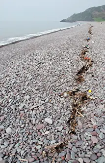 Flotsam: Flotsam - High tide line debris