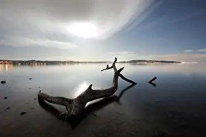 Constance: Flotsam on Lake Constance at Dingelsdorf in the