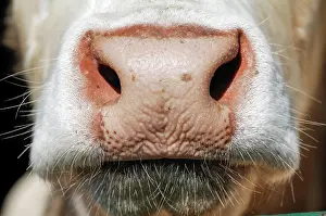 Charolais: Flotzmaul, mouth, French Charolais cattle, Bavaria