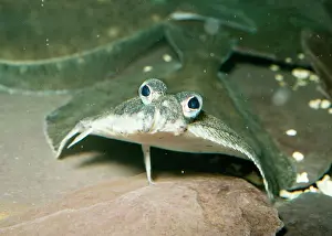 Anthropomorphic: FLOUNDER