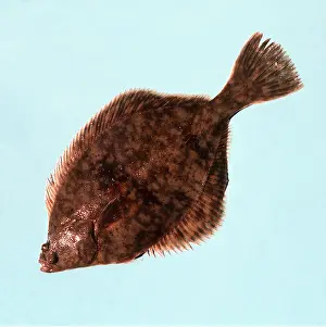 Flounder: FLOUNDER FISH