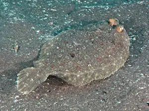 Eyed: Flounder, wide-eyed flounder (Bothus podas). Dive