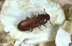 Storage: Flour Beetle (Tribolium castaneum)