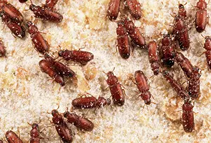Stored: Flour Beetles - stored product pest