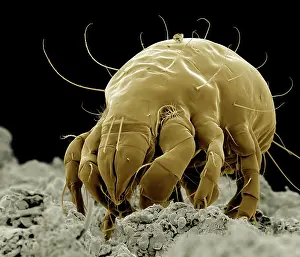 Mites: Flour Mite