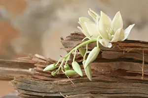 Blended: Flower
