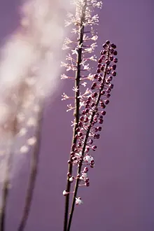 Strive: Flower