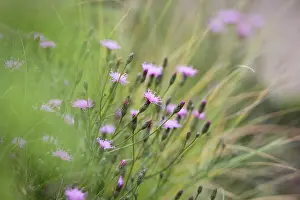 Crazy: Flower