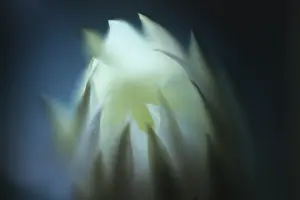 Opening: Flower