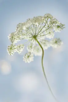 Sympathy: Flower