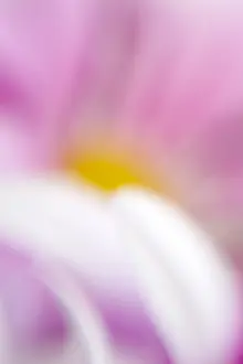 Abstracts: Flower abstract