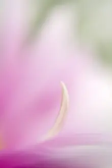 Abstracts: Flower abstract