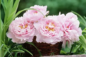 Arrangements: Flower Arrangement - Pink Peonies, Close-up