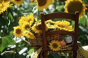 Frederic Rolland: FLOWER ARRANGEMENT - sunflowers