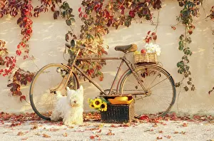 Bikes: FLOWER ARRANGEMENTS - with bicycle and dog
