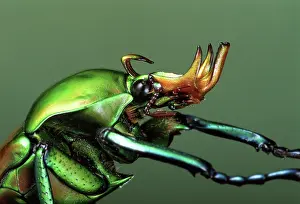 Scarabeidae: Flower Beetle