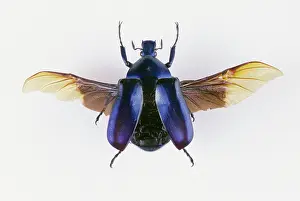 Coleopteran: Flower Beetle