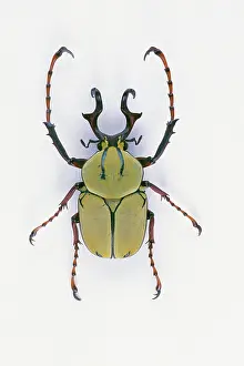 Scarabaeidae: Flower Beetle