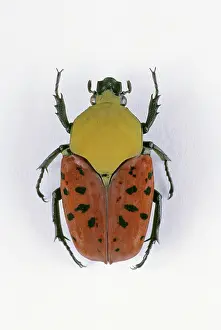 Scarabaeidae: Flower Beetle