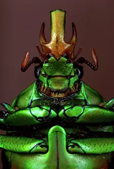 Scarabeidae: Flower Beetle - close-up