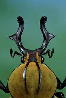 Real: Flower Beetle - close-up of head